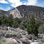 Inyo Mts: Squaw Peak