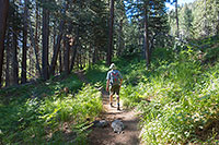 The South Fork Trail
