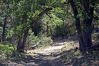 Trail & Scrub Oak