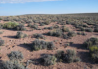 Undulating Plains