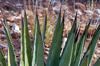 Yucca Plant