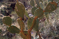 Prickly Pear Cactus