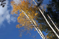 Aspens & Fall Colors