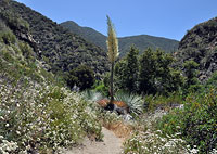 Wildflowers & Century Plant