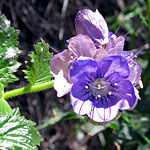 Santa Monica Mts - Wildflower