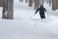 San Jacinto: Skiing Through Trees