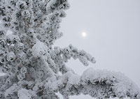 Heavy Rime on Tree