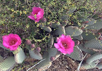 Prickly Pear Bloom