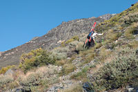 Climbing Through Brush