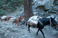 Mule Train