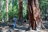 Yosemite Redwoods