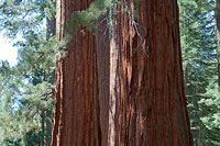 Mariposa Grove Redwoods