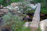 Creek & Log Bridge