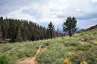Sierra Wildflowers