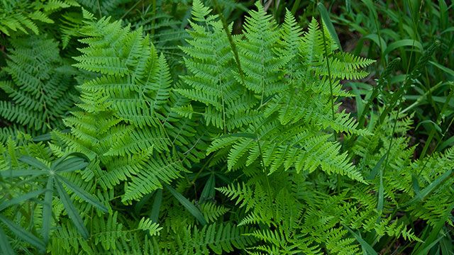 Mount Whitney Trail - Ferns