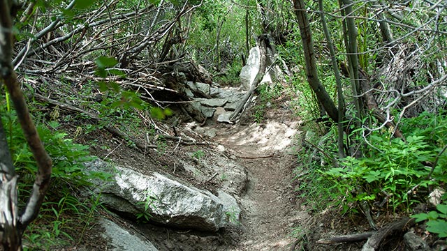 Bushwacking in the North Fork