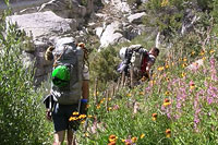 Nork Fork - Sierra Wildflowers