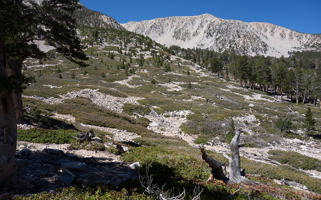 Jepson Peak from Trail Flat