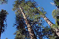 Redwood Trees