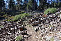 Avalanche Debris