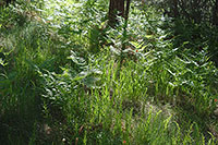 Ferns and Shadows