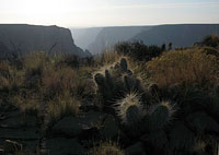 Canyon Cactus