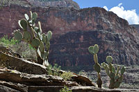 Grand Canyon & Prickly Pear Cactus