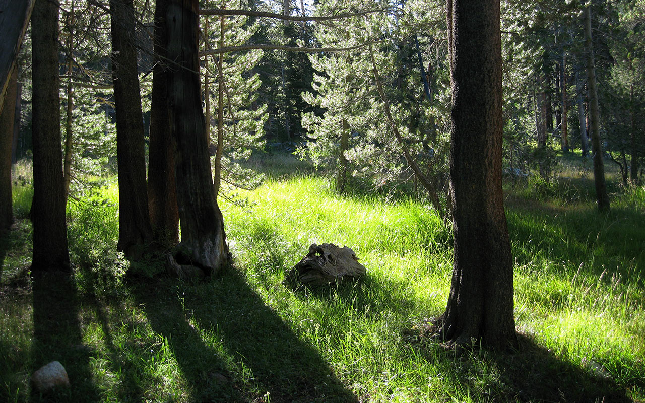 Forest at Rock Creek