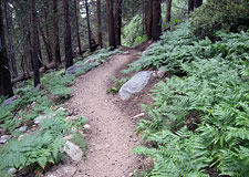 Ferns & Pacific Crest Trail