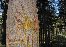 Bear Marks on Tree