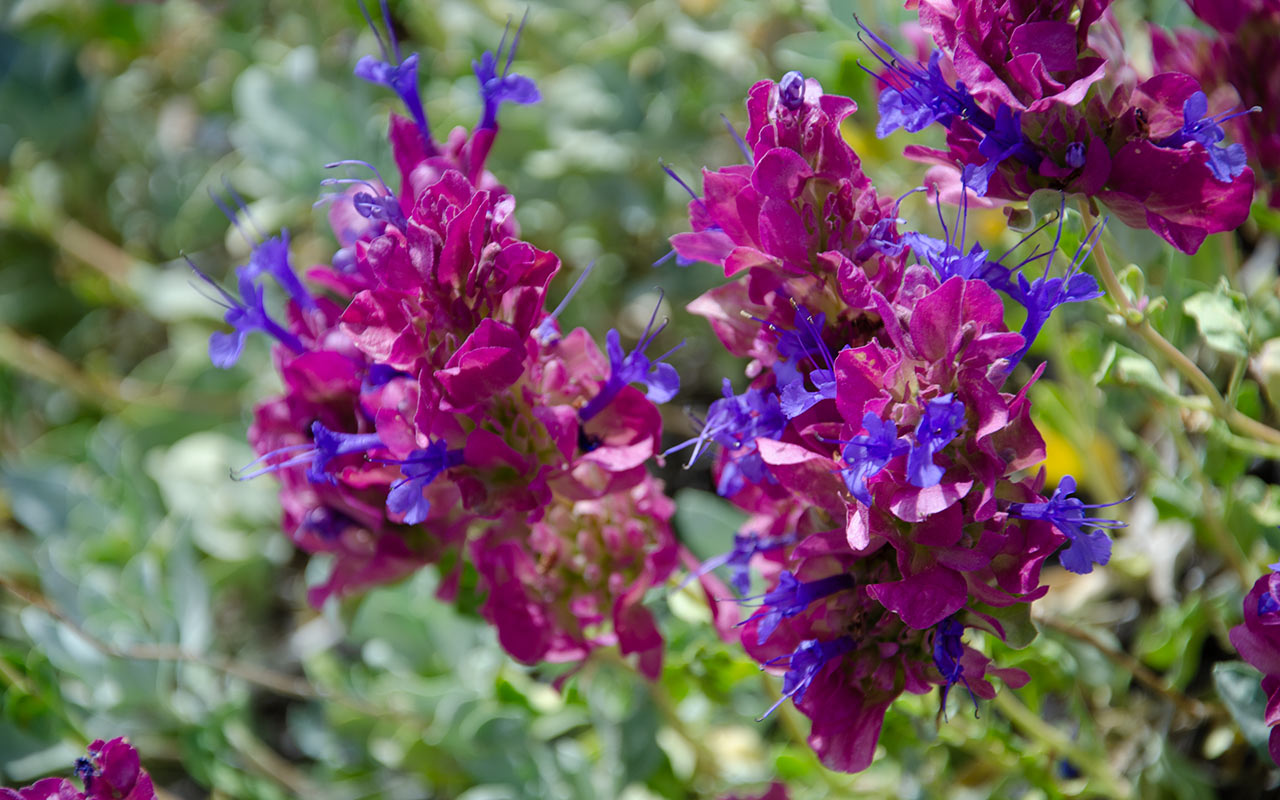 Wildflowers, Arcane Meadows