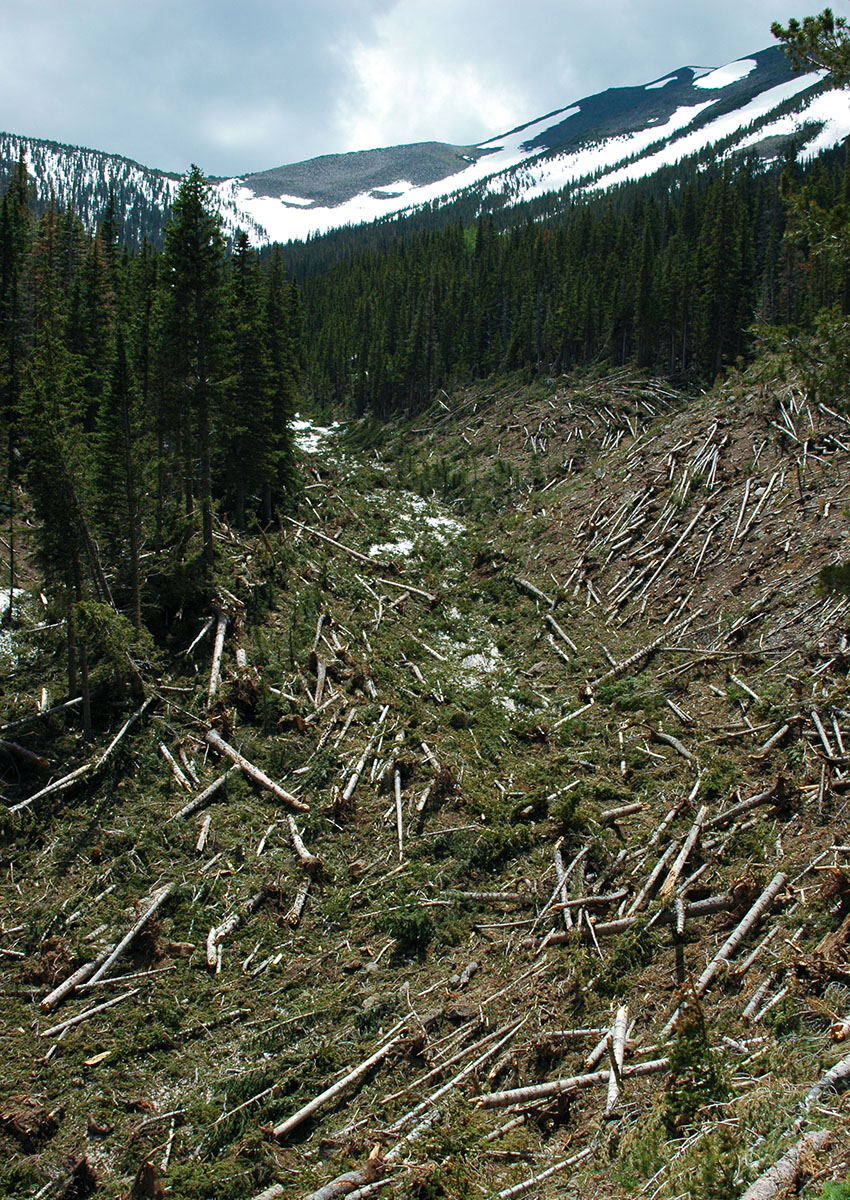 Abineau Canyon Avalanche - San Francisco Peaks, Arizona