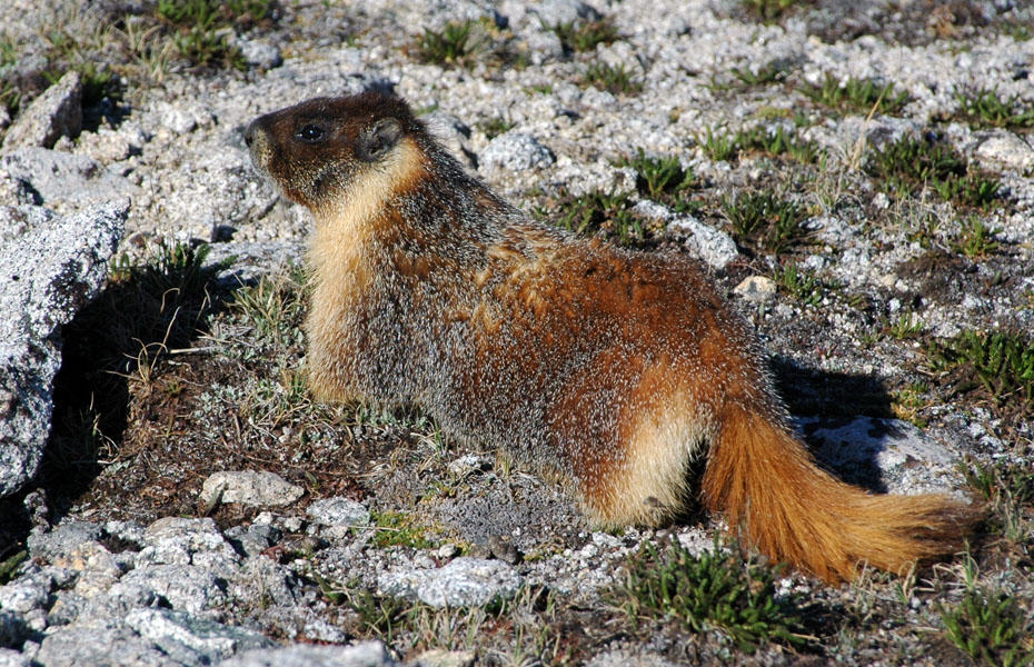 California Marmot