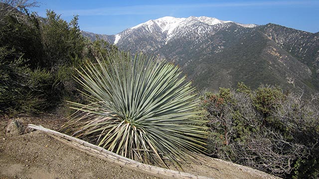 Mount Baldy