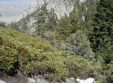 Tuttle Creek Brush