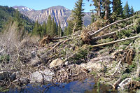 Avalanche Debris