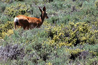 Hoover Wilderness & Deer