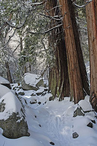 Cedar Trees