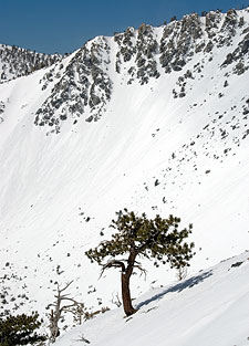 Mount Baldy's South-East Bowl