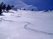 Ski Tracks in Socal Powder
