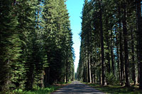 Military Pass Road & Forest