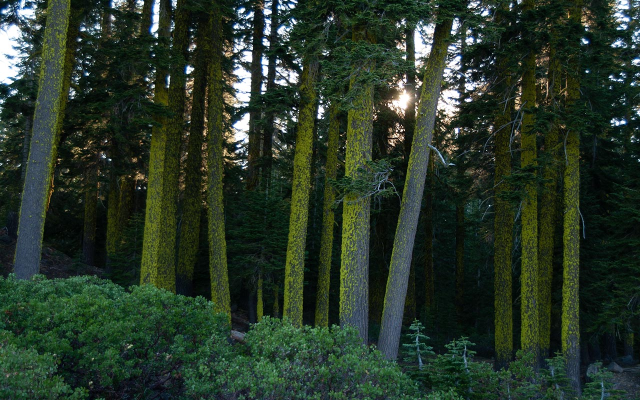 Mount Shasta - Bunny Flat