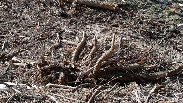 Avalanche Debris