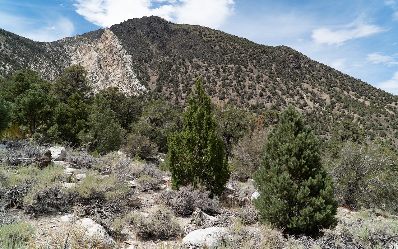 Inyo Mts: Squaw Peak