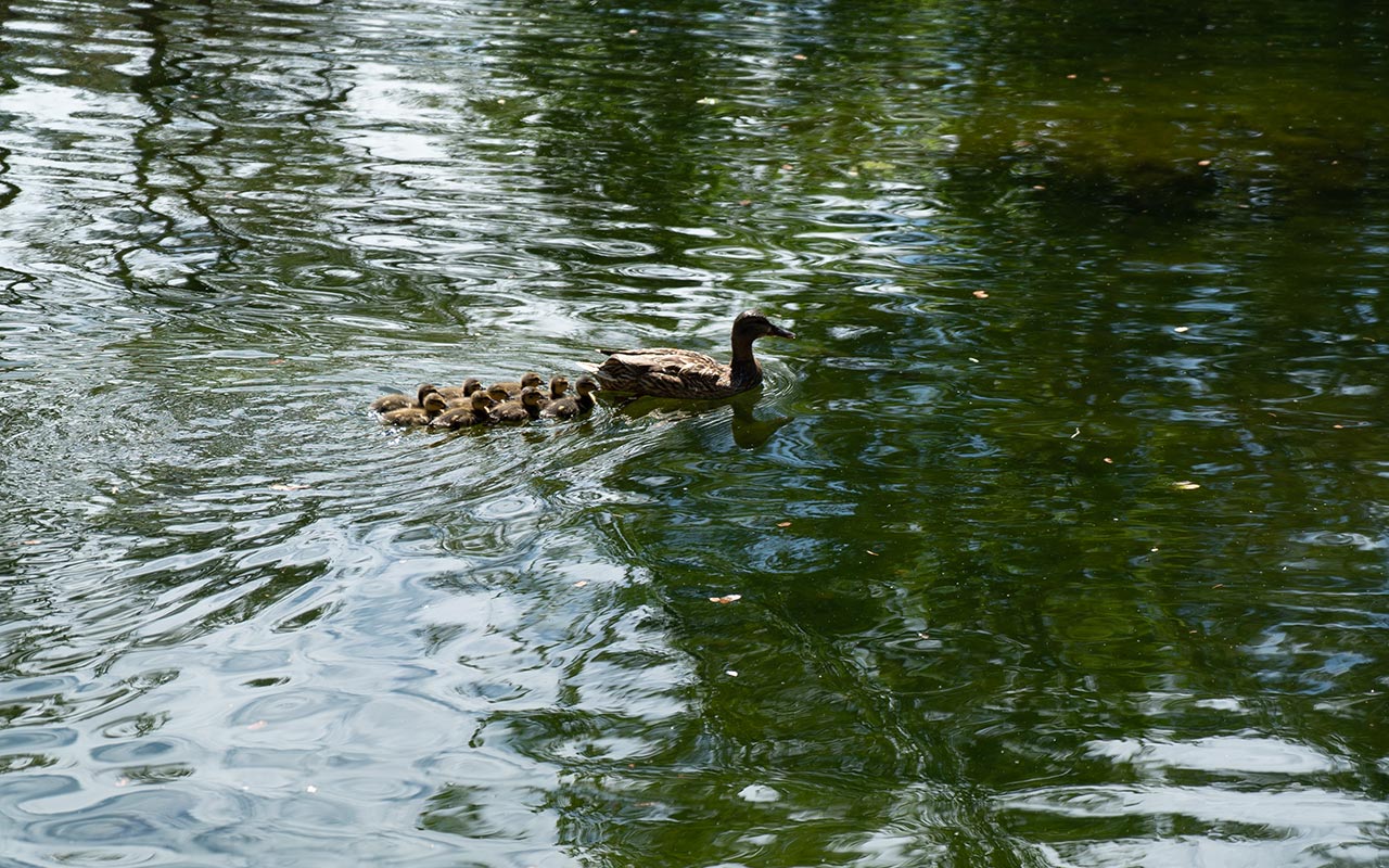 Ducks