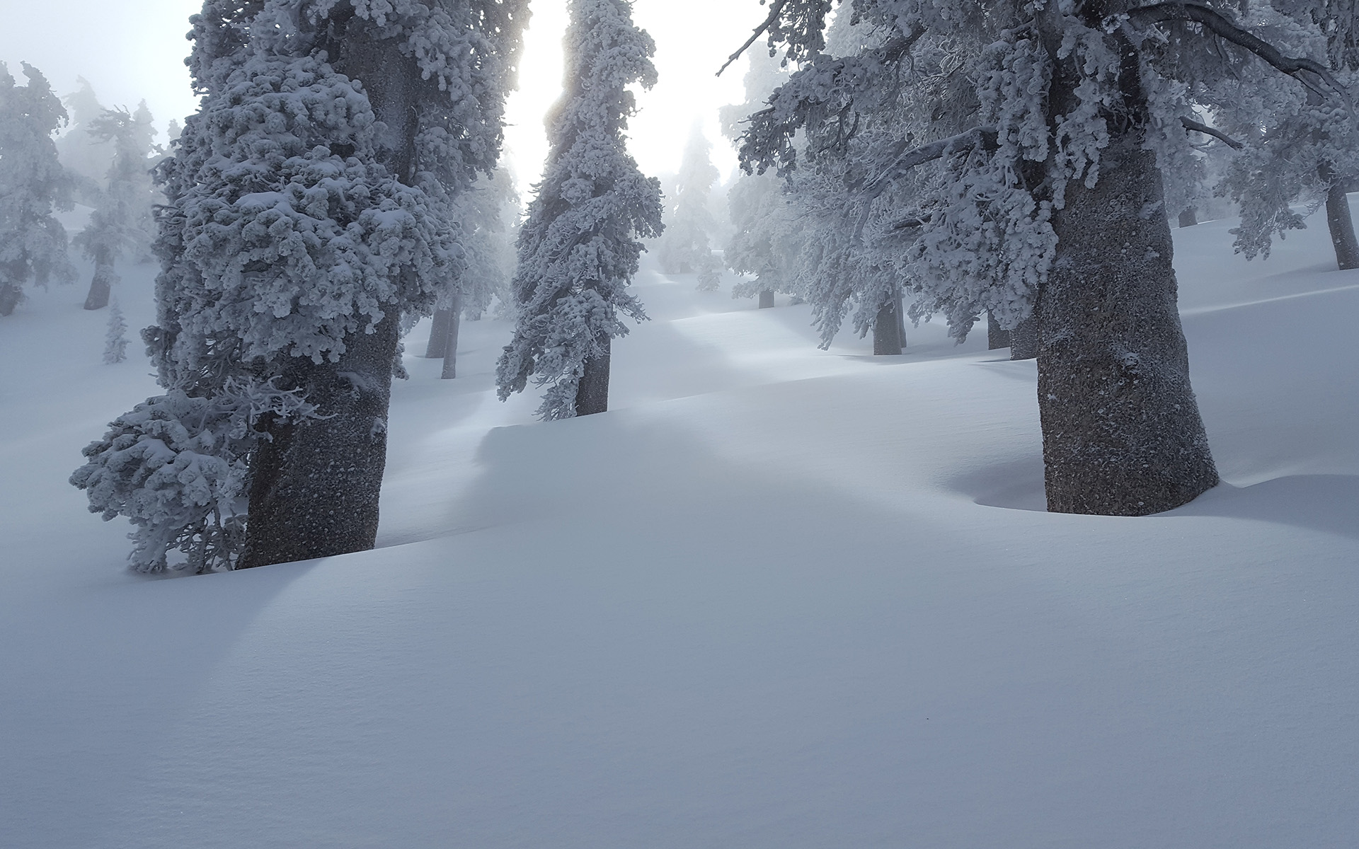 The San Jacinto Wilderness