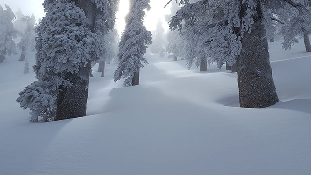 The San Jacinto Wilderness