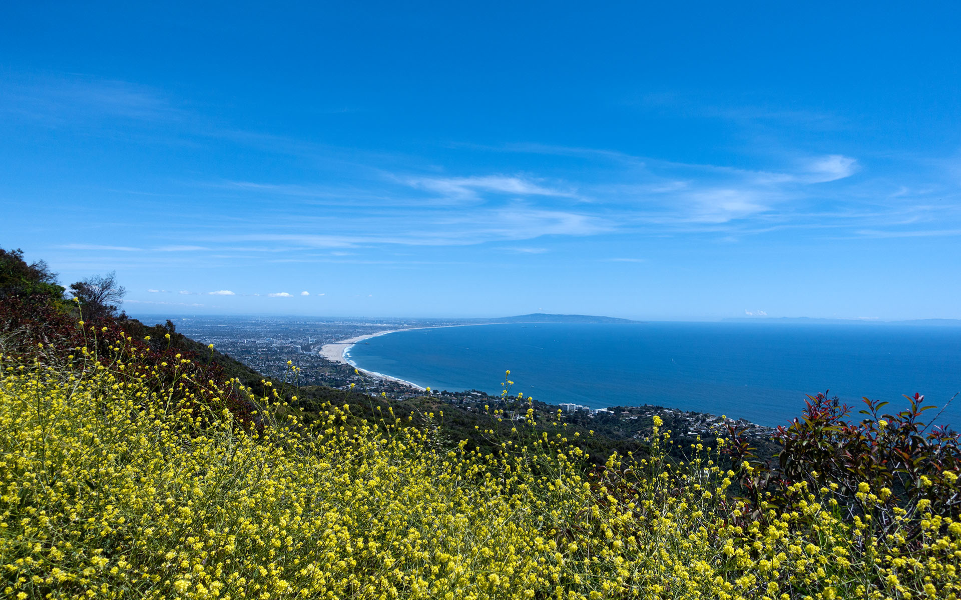 Wildflowers and Santa Monica Bay from Topanga State Park in the Santa Monica Mountains