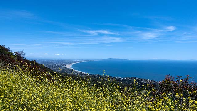 Wildflowers and Santa Monica Bay from Topanga State Park in the Santa Monica Mountains