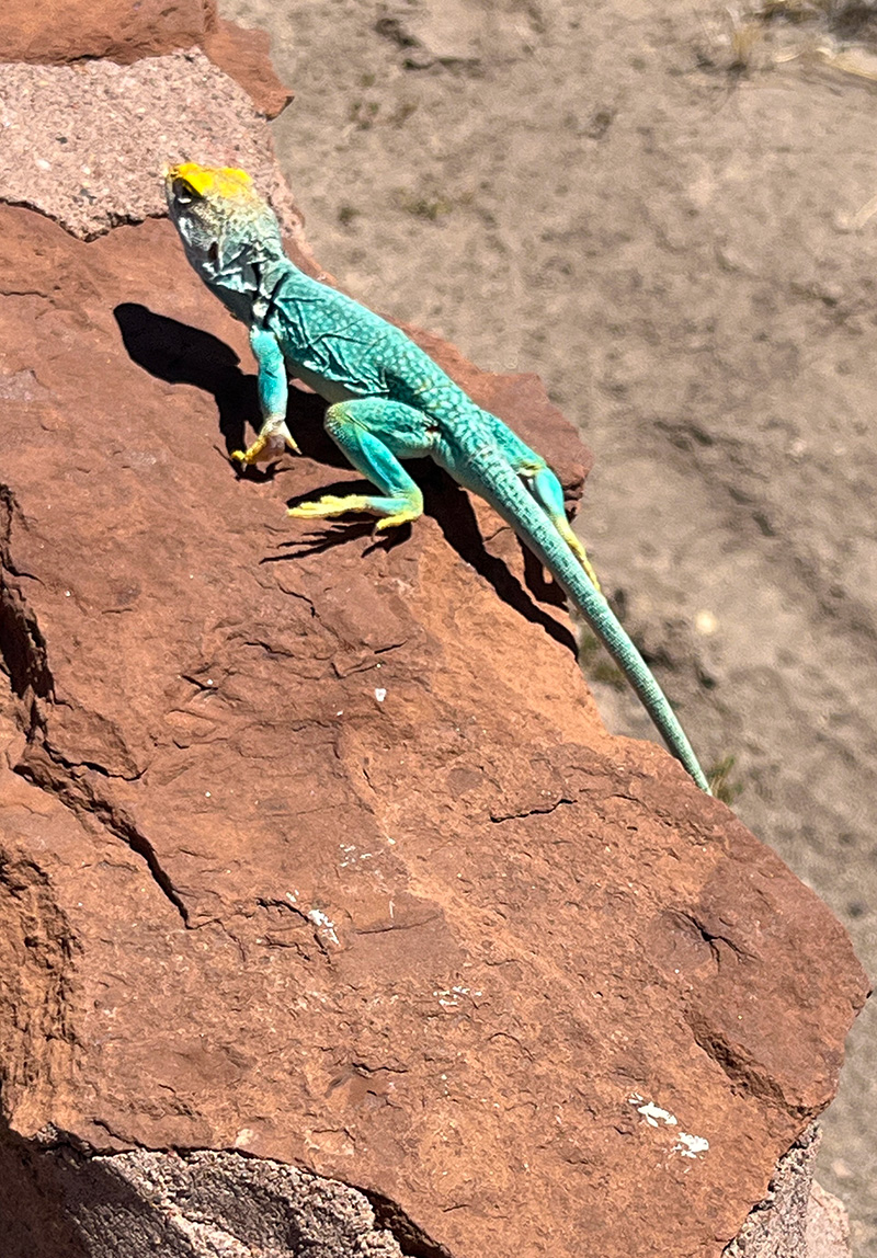 The Lizard